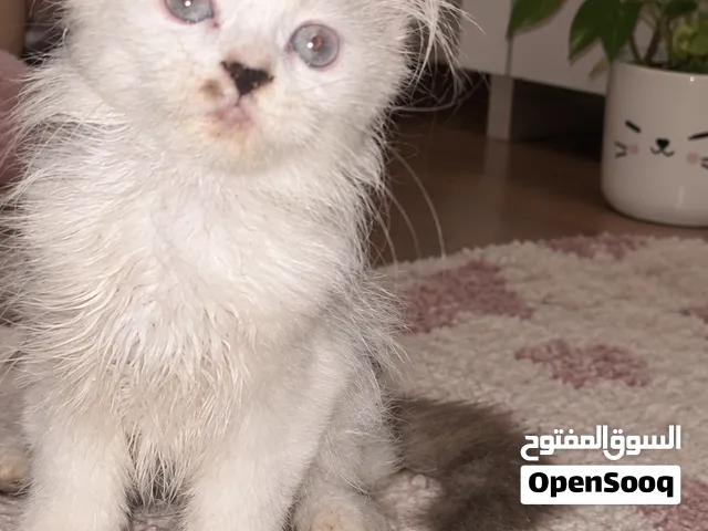 قط راجدول بيور امريكي لأصحاب الزوق العالي من أغلى وأذكى سلالات القطط حنون ويحب اللعب تربية منزل