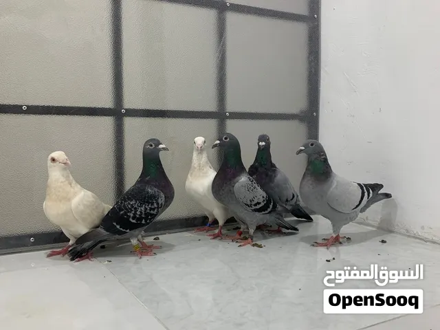البيع زوجل الحبه دينار