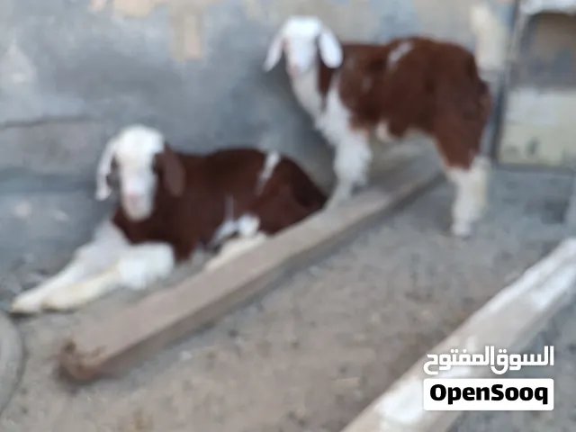 صخلة وجدي ابيعلإثنين مع بعض