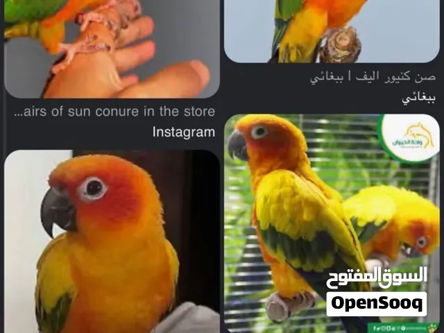 مطلوب زوج كنيور دوره ملون و كويكر جاهز لي الإنتاج او منتج