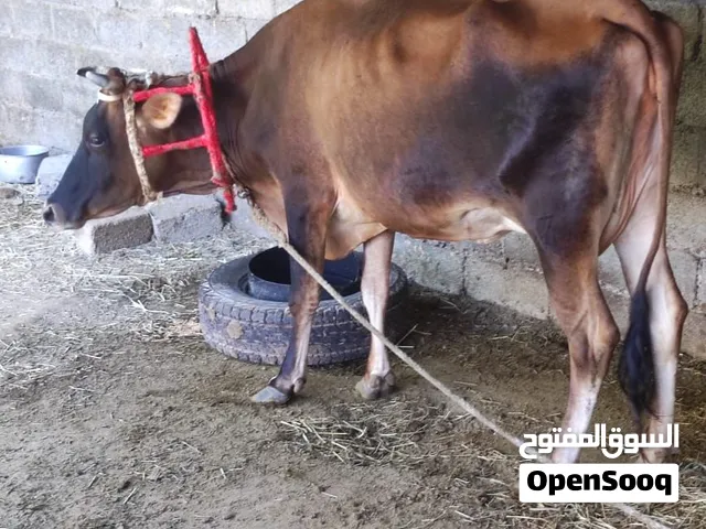 بقره جيرسي البيع