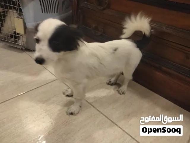 For Adoption   Breed: French Terrier Age: 5 months and 26 days Condition: A loving and caring home i