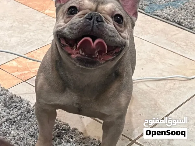 فرينش بول دوق 150