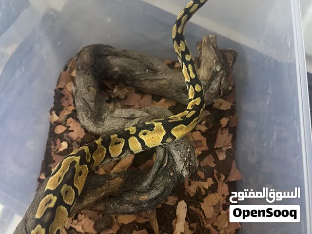 Pets animals