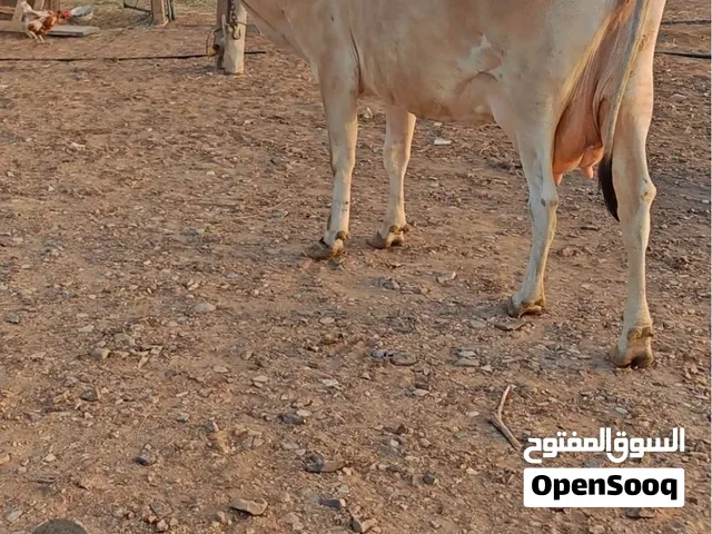 البيع بقره تهجين حيرسي ام 4ولدات فيها حليب خير  تحلب فاليوم من 7الى 8 غرشات تحتها عجله