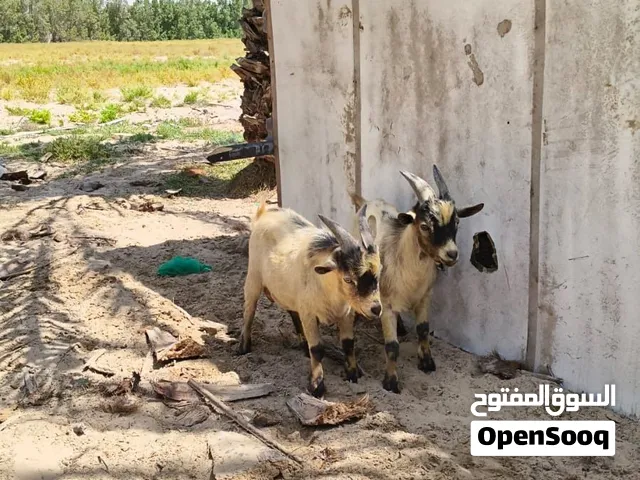 الماعز الافريقي القزم للبيع الراسين على 1800 ً ً  ً ً ً ً ً ً ً ً ً ً ً ً ً