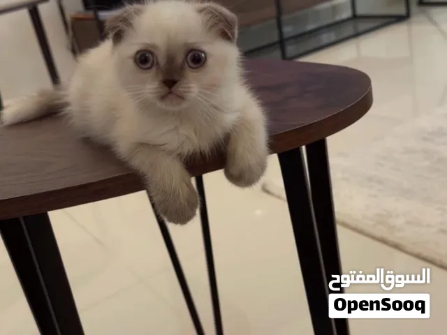 سكوش مع هملايا عمرها 5