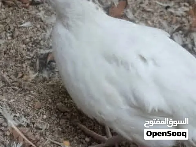 سمان تكساس