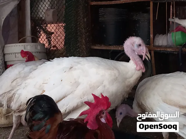 Turkey for Sale