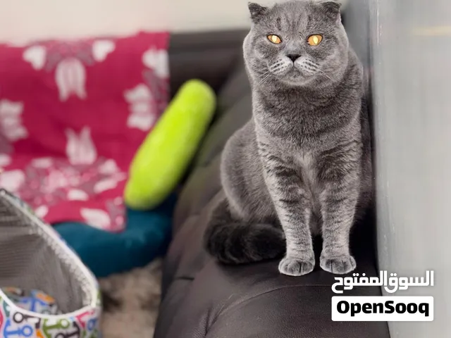 أنثى سكوتش فولد بلو ديل قصير واقزام للبيع