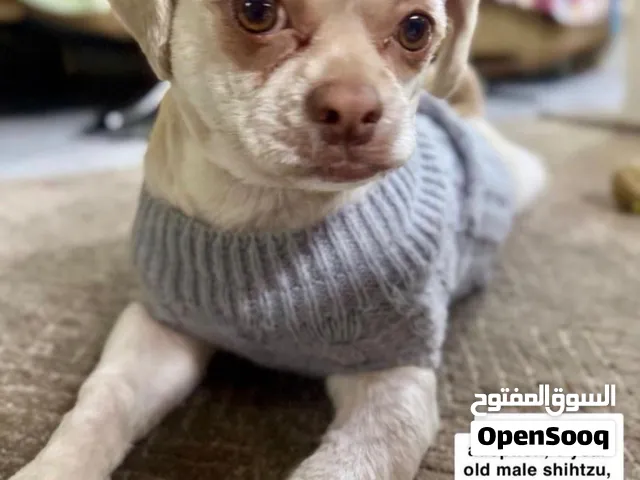 كلب للتبني _شيتزو