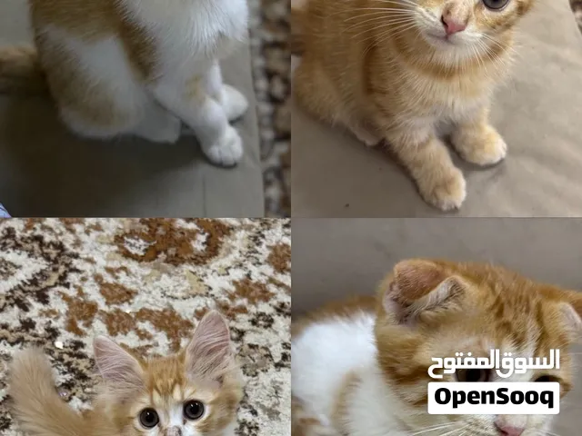 هجين ام شيرازي و اب سكوتش فولد