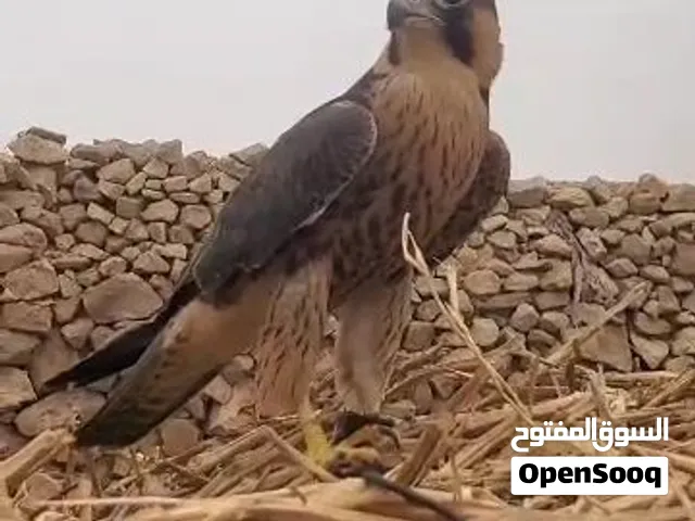 فرخ شاهين اقل من عمر السنة صحتة ممتازة وهادي وياكل من اليد