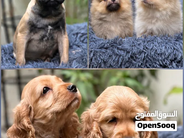 Pure Breed puppies- Toy Pomeranian, Cocker Spaniel & French Bulldog