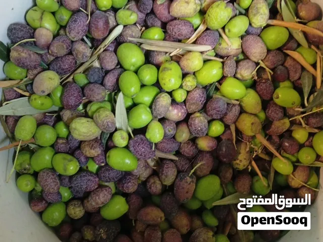 زيتون للعصر للبيع
