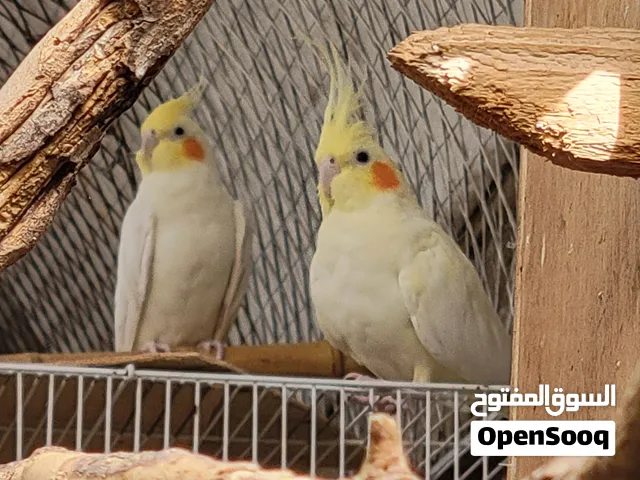 زوج كوكتيل