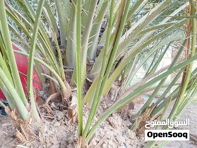 فسائل نخيل برحي بحالة جيده جيدة جدا مناسبة لزراعه يتوفر عدد جيد منها السعر 125 العنوان البصرة صالحية