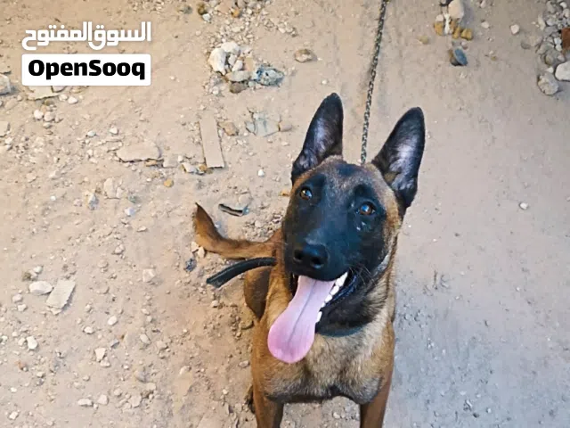 جروه انثى عمرها 6شهور شراسه سعر1500