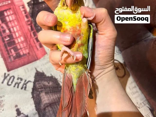طير كنيور أناناس مفطوم جناحة كامل لعوب اجتماعي جدا مع طيور والناس اليف مايعض صحته ممتازه سعر 85 الف