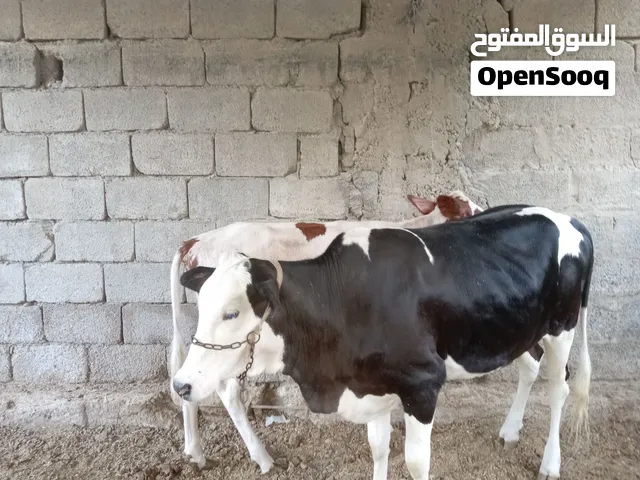 ثنين بجاير للبيع