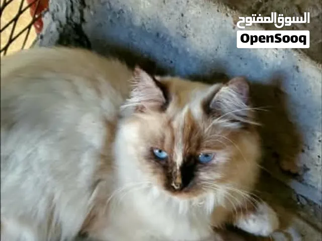 مشاء الله تبارك الله صلتي علي البني قطط لي بيع يوجود خدمات توصل