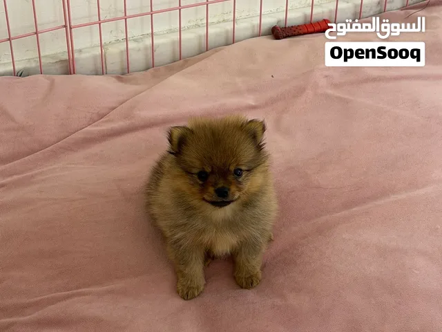 Baby Pomeranian find new home with good deal