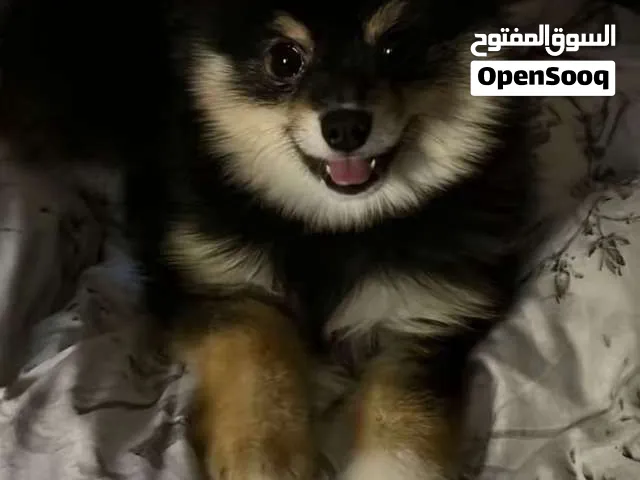 كلب نضيف وحلو ولونه طيب بسعر 6000 وقابل للتفاوض