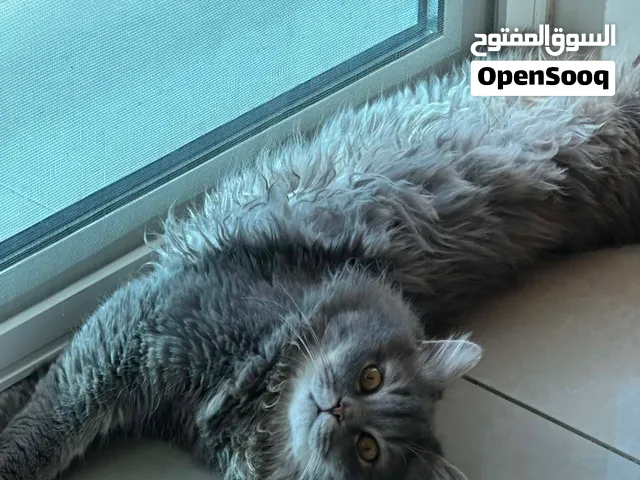 British Longhair for adoption