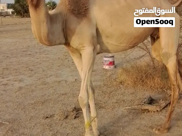 ناقه مدني توطي شهر 1