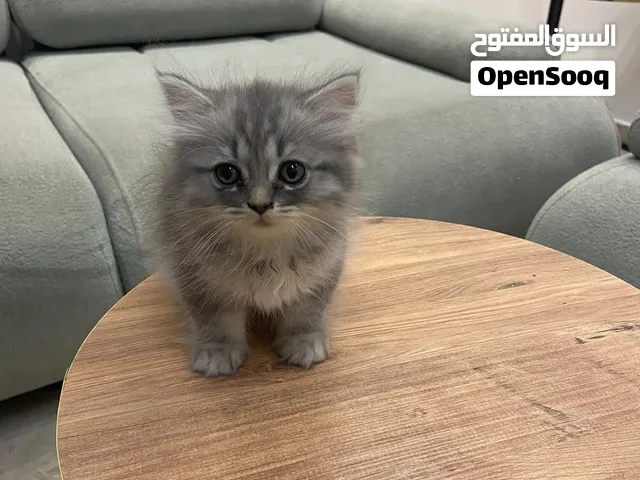 قطط سكوتش ستريت للبيع بسعر مغري