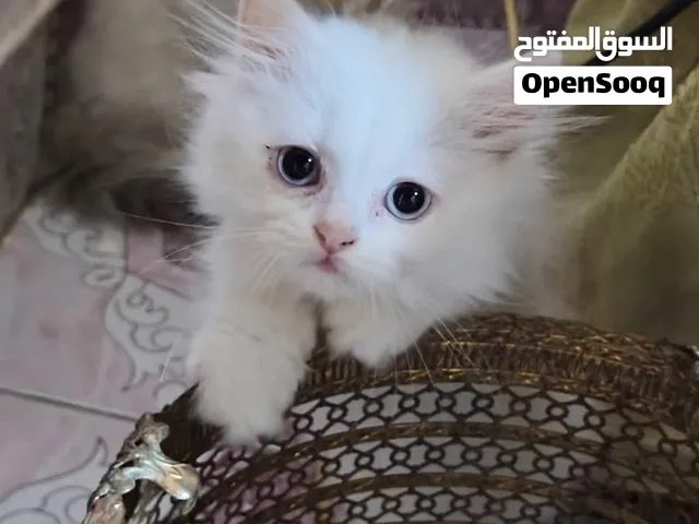 قططتين شيرازي