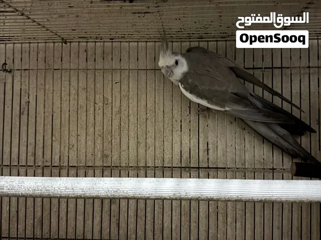 ذكر كوكتيل وايت فيس محلي ومنتج