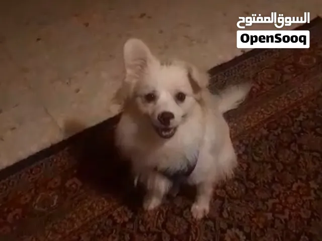 للبيع المستعجل لداعي السفر