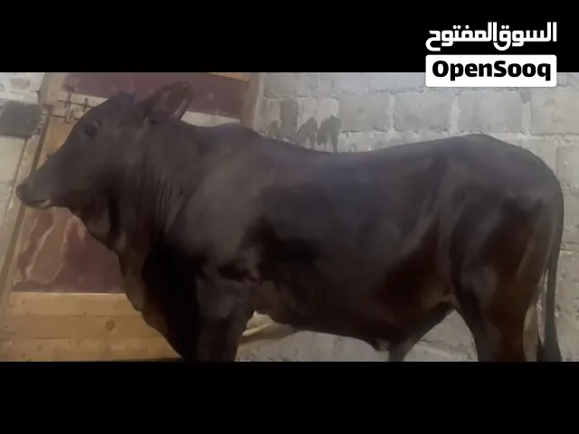 لبيع عجال كبار وصغار مال صلاله التفاصيل تحت اعلان