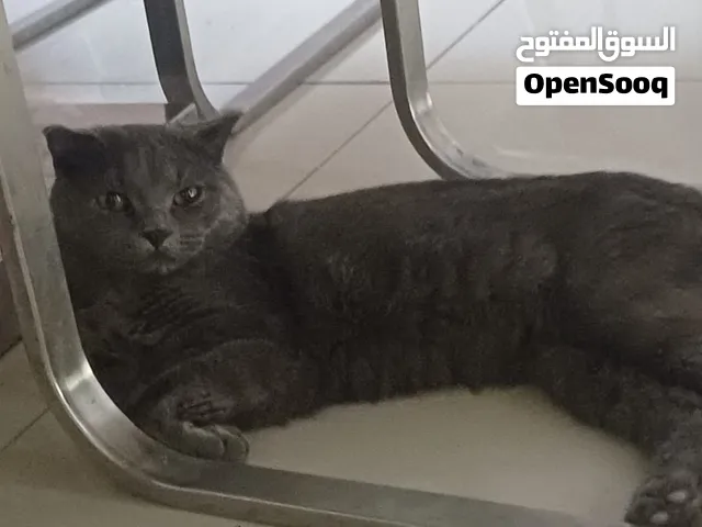 Scottish breed 9 months old 3 kittens available for free adoption