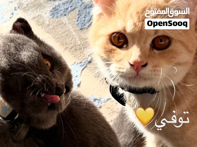 قطط سكوتش فولد للتبني