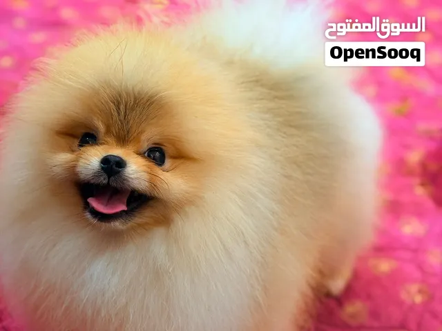 Pomeranian for sale