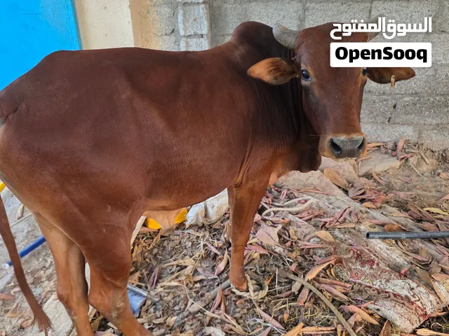 ثور للبيع.