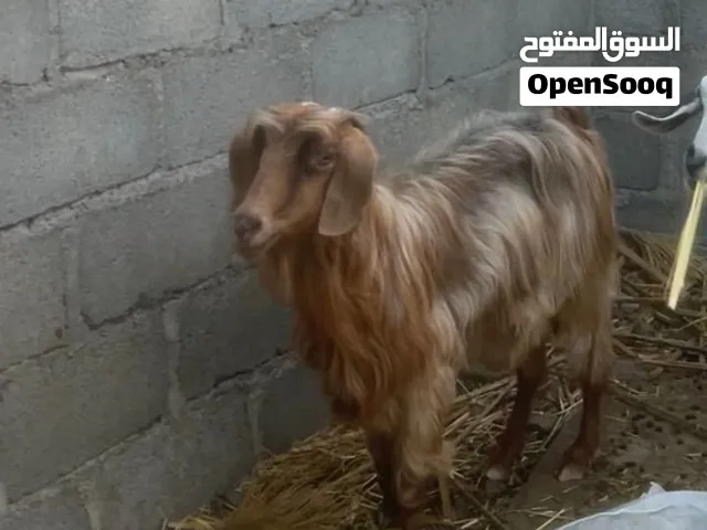 شاةً للبيع سلالة طيب انتاج توائم حاليا عشار