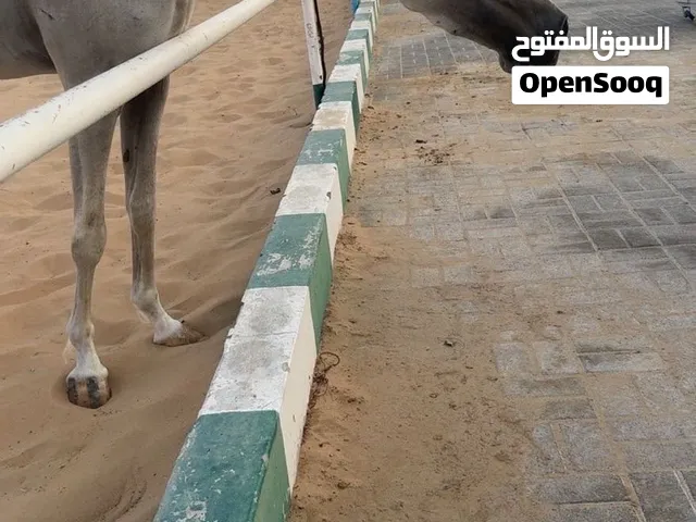 خيل جمال واهو للبيع