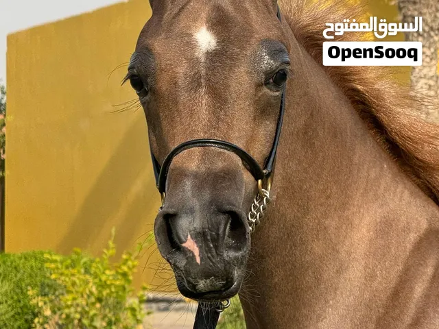 Arabian show colt 4 months