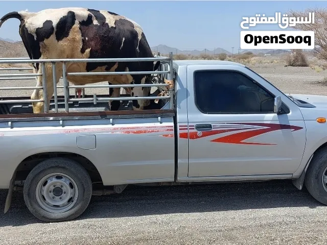 ابقار وجمال