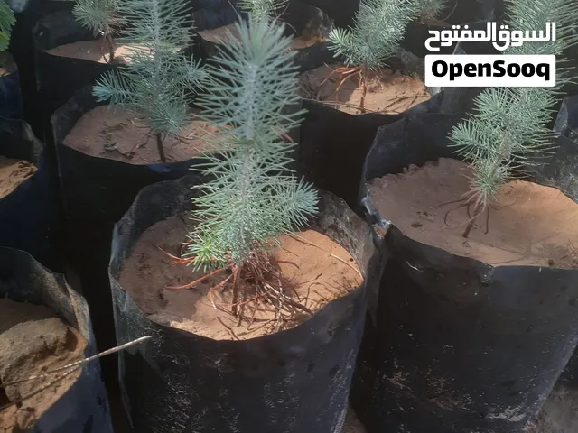 صنوبر حجري إيطالي بعمر سنه