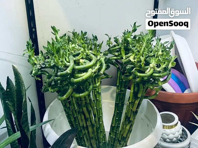 بامبو جمله