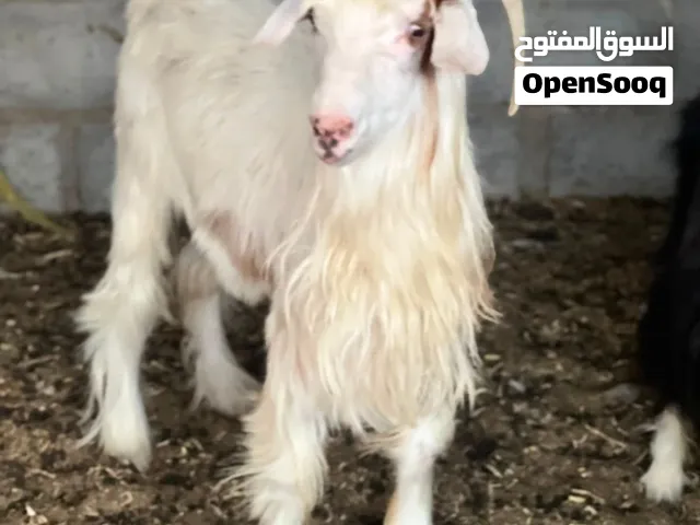فحل عماني للبيع