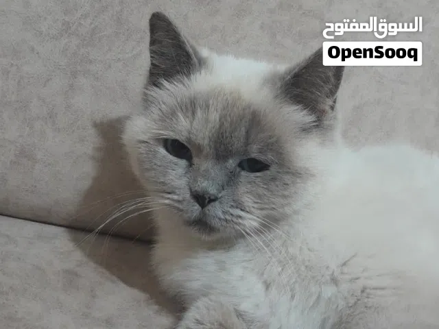 قطه هملايا للبيع لون العيون ازرق