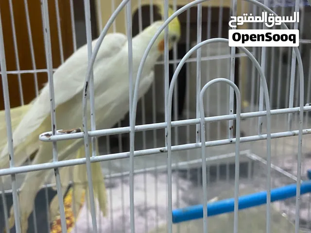 متاح كوكتيل شكري وحشي
