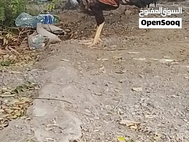 اتييييسسسرؤؤءءء