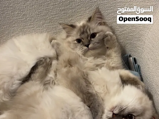 Himalayan blue eyes cat pure