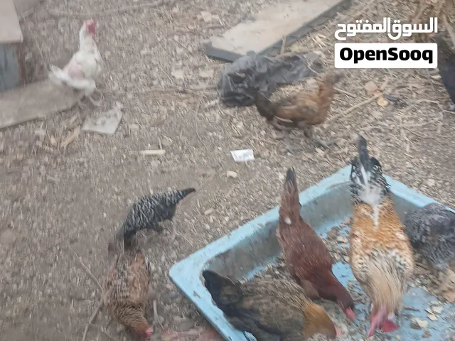 دجاج بلدي للبيع